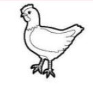 ديك