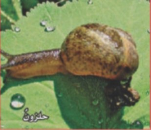 حلزون