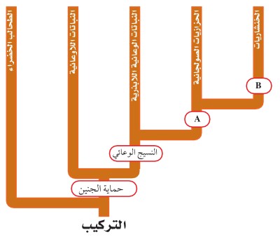 مخطط