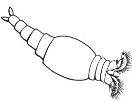 دوارة