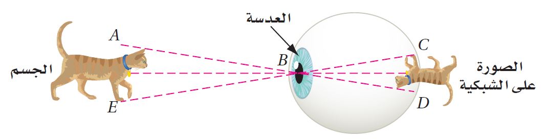 الصورة على شبكية العين