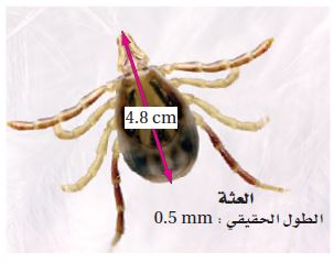 الشكل 15