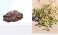 الصور
