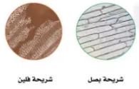 الصور