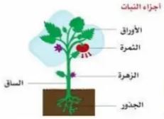 الرسم
