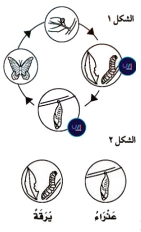 مثال