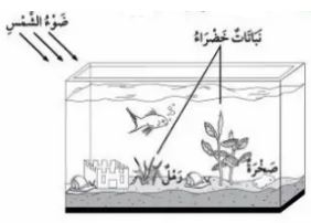 صورة