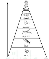 شكل