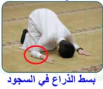 بسط الذراع في السجود