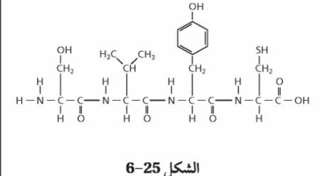 الشكل 25-6
