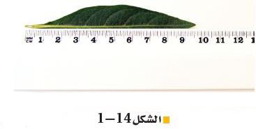 شكل