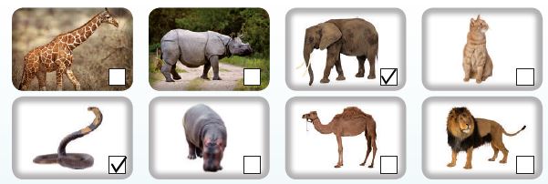 Animals