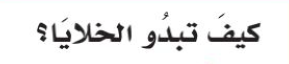 كيف تبدو الخلايا