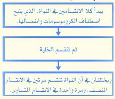 الفرق مراحل الإنقسام المنصف والانقسام المتساوي