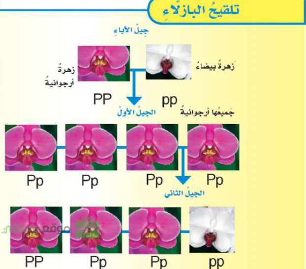 تلقيح البازلاء