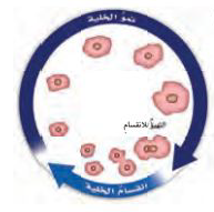 النمو وانقسام الخلية