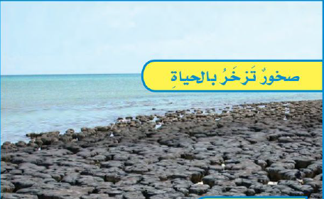صخور تزخر بالحياة
