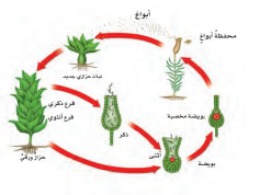 دورة نبات حزازي