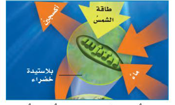 البناء الضوئي