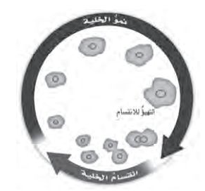 دورة حياة الخلية