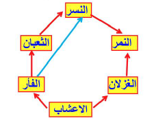 نموذج شبكة غذائية