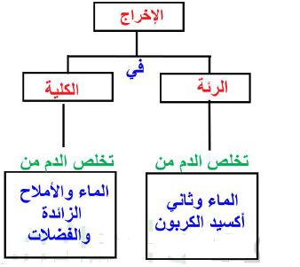 الإخرج وظيفته