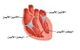 صورة القلب