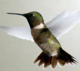 طائر