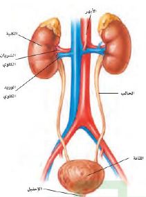 المثانة