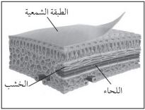 نبات
